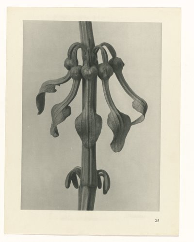 planera studien Archetypes of Art (serietitel) av Karl Blossfeldt