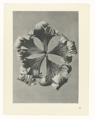 planera studien Archetypes of Art (serietitel) av Karl Blossfeldt