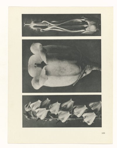 planera studien Archetypes of Art (serietitel) av Karl Blossfeldt