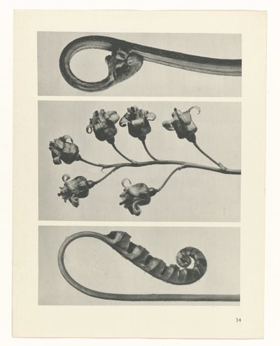 planera studien Archetypes of Art (serietitel) av Karl Blossfeldt