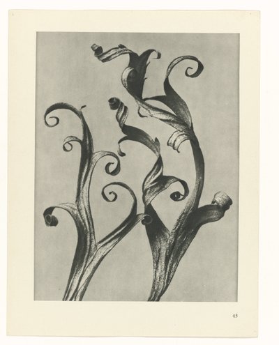 planera studien Archetypes of Art (serietitel) av Karl Blossfeldt