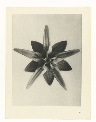 planera studien Archetypes of Art (serietitel) av Karl Blossfeldt