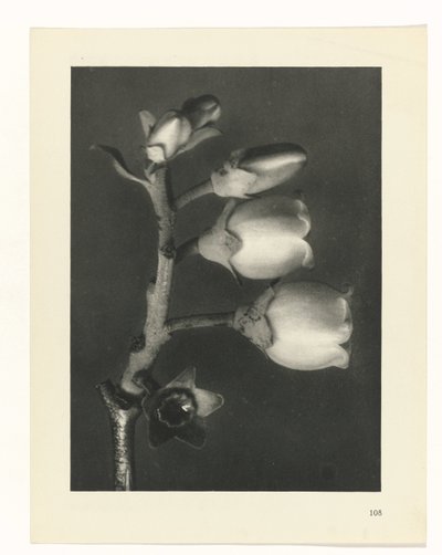 planera studie Archetypes of Art (serietitel) av Karl Blossfeldt