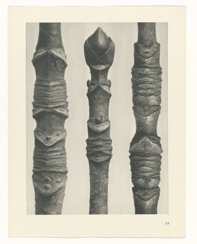 swedish av Karl Blossfeldt