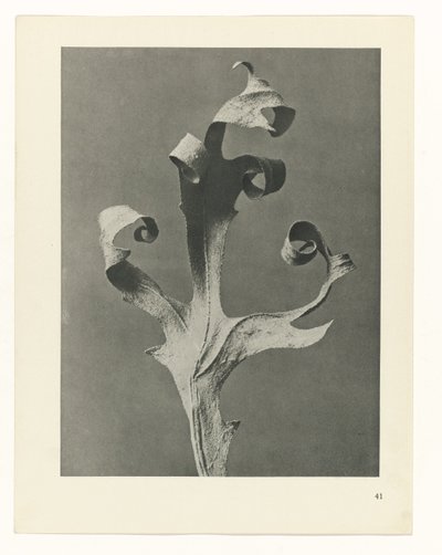 planera studien Archetypes of Art (serietitel) av Karl Blossfeldt