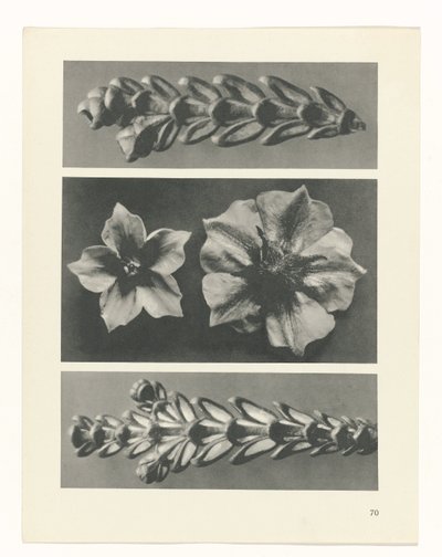 planera studien Archetypes of Art (serietitel) av Karl Blossfeldt
