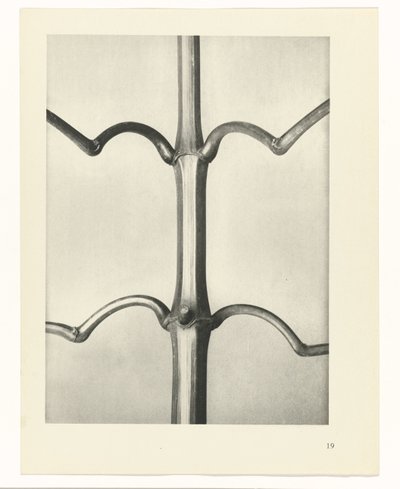 planera studien Archetypes of Art (serietitel) av Karl Blossfeldt