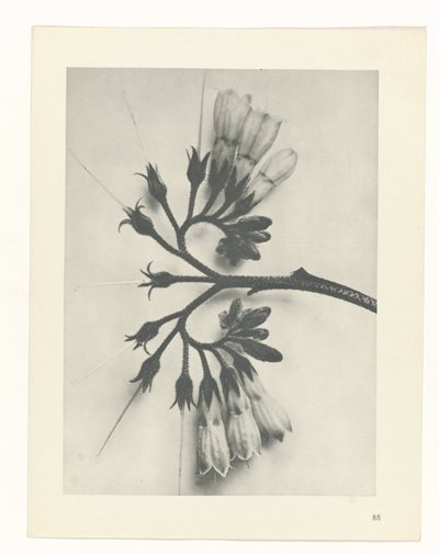 planera studien Archetypes of Art (serietitel) av Karl Blossfeldt