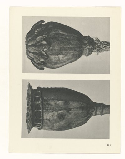 planera studie Archetypes of Art (serietitel) av Karl Blossfeldt