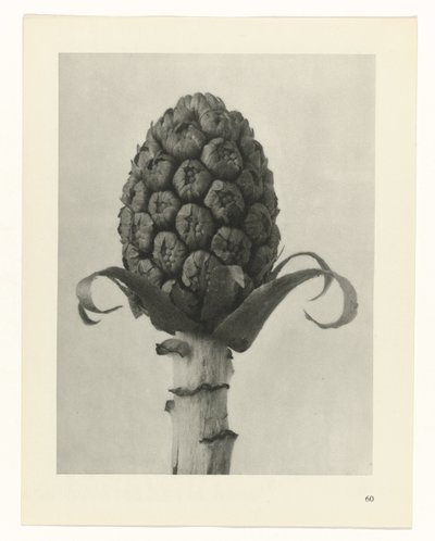 planera studien Archetypes of Art (serietitel) av Karl Blossfeldt