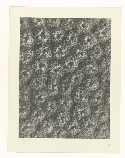 planera studien Archetypes of Art (serietitel) av Karl Blossfeldt