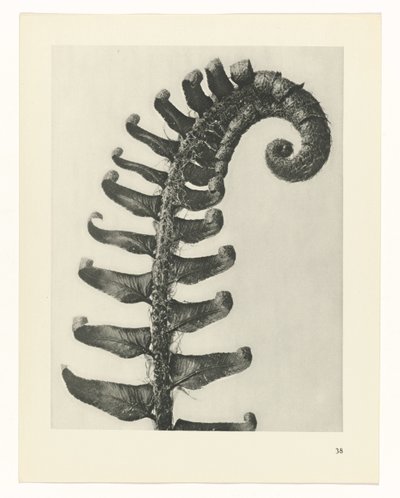 planera studie Archetypes of Art (serietitel) av Karl Blossfeldt