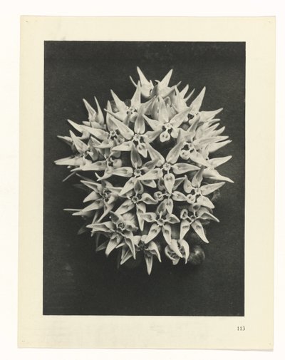 planera studien Archetypes of Art (serietitel) av Karl Blossfeldt
