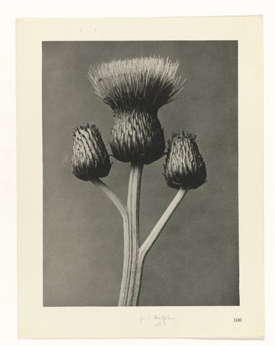 planera studien Archetypes of Art (serietitel) av Karl Blossfeldt