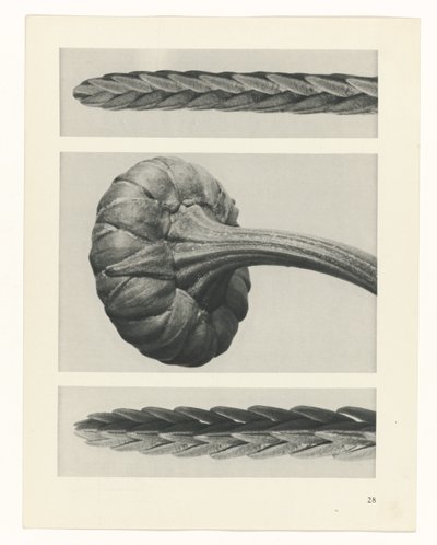 planera studie Archetypes of Art (serietitel) av Karl Blossfeldt
