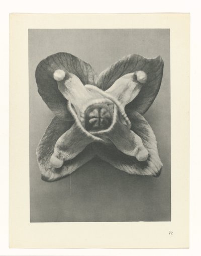 planera studien Archetypes of Art (serietitel) av Karl Blossfeldt
