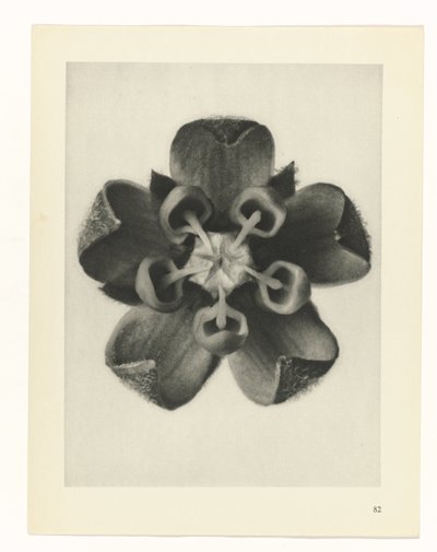 planera studien Archetypes of Art (serietitel) av Karl Blossfeldt
