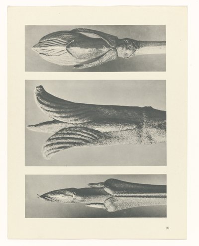 planera studien Archetypes of Art (serietitel) av Karl Blossfeldt