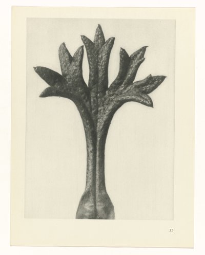 planera studie Archetypes of Art (serietitel) av Karl Blossfeldt
