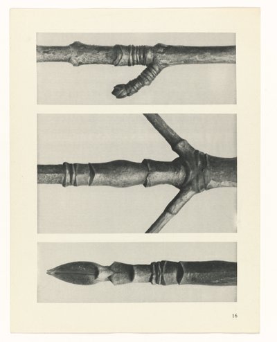 planera studie Archetypes of Art (serietitel) av Karl Blossfeldt