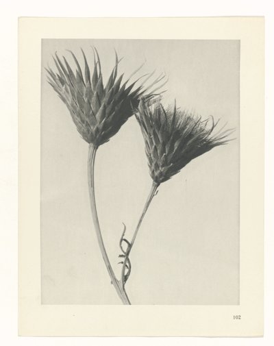 planera studien Archetypes of Art (serietitel) av Karl Blossfeldt