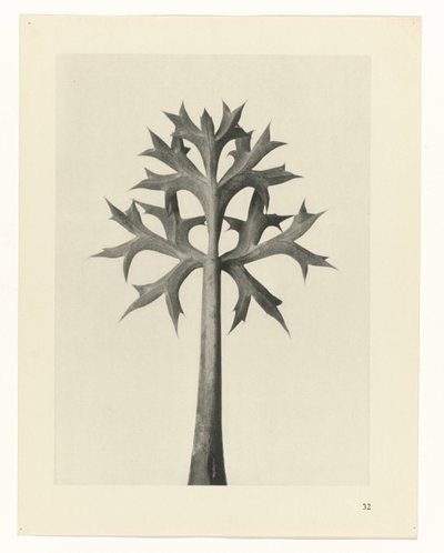 planera studien Archetypes of Art (serietitel) av Karl Blossfeldt