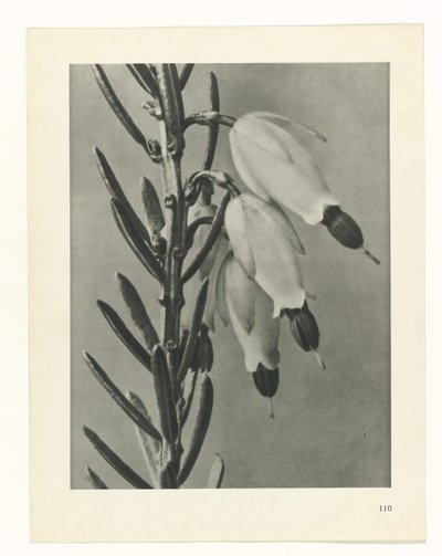 planera studien Archetypes of Art (serietitel) av Karl Blossfeldt