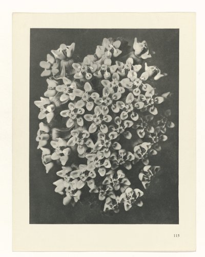 planera studien Archetypes of Art (serietitel) av Karl Blossfeldt