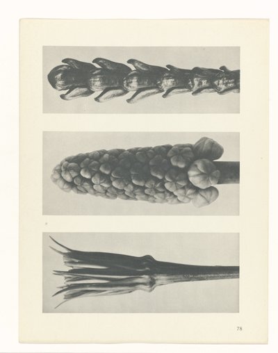planera studien Archetypes of Art (serietitel) av Karl Blossfeldt