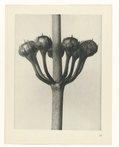 planera studie Archetypes of Art (serietitel) av Karl Blossfeldt
