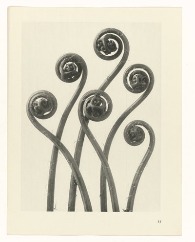 planera studien Archetypes of Art (serietitel) av Karl Blossfeldt