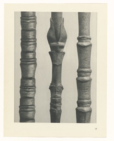 planera studien Archetypes of Art (serietitel) av Karl Blossfeldt