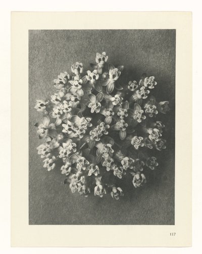 planera studien Archetypes of Art (serietitel) av Karl Blossfeldt
