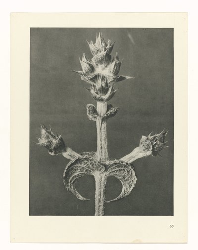 planera studien Archetypes of Art (serietitel) av Karl Blossfeldt