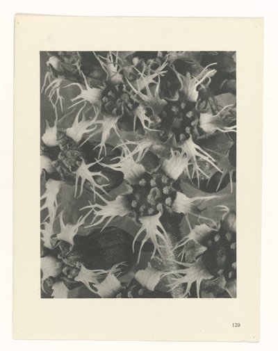 planera studien Archetypes of Art (serietitel) av Karl Blossfeldt