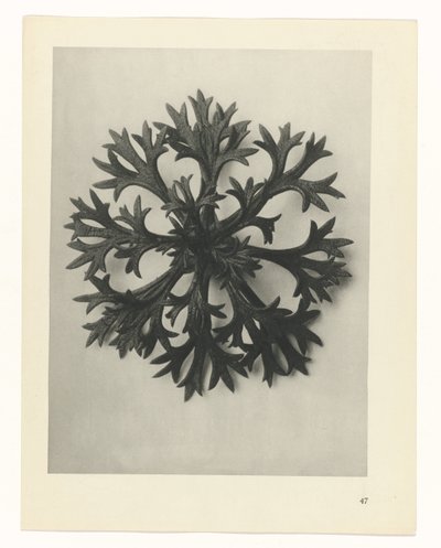 planera studie Archetypes of Art (serietitel) av Karl Blossfeldt