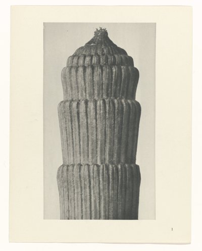 Planstudie, Equisetum hiemale Archetypes of Art (serietitel) av Karl Blossfeldt