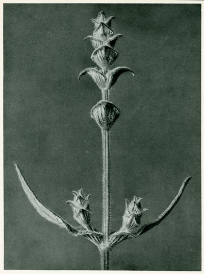 Salvia, 1929 (fotogravyr) av Karl Blossfeldt