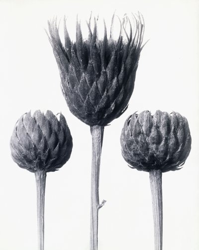 Serratula Nudicaulis (barskaftad vanlig sågsort), ca 1928 (silvertryck av gelatin) av Karl Blossfeldt