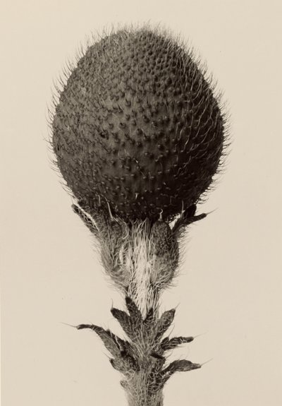 [Törnbeströdd lökväxt] av Karl Blossfeldt