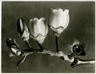 Vaccinium Corymbosum. 1929 (fotogravyr) av Karl Blossfeldt