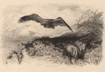 Örn på flykt. av Karl Bodmer