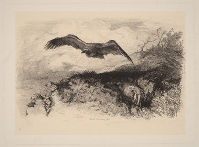 Örn i flykt av Karl Bodmer