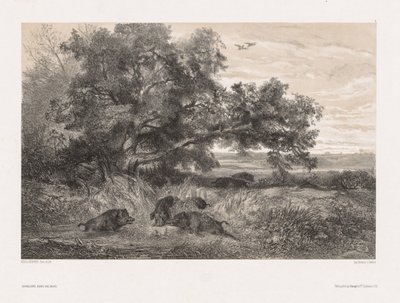 Djur och landskap efter naturen: Vildsvin i en damm av Karl Bodmer