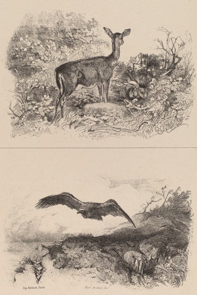 Doe, Örn. av Karl Bodmer