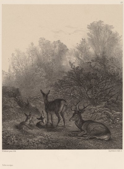 Rådjur vilar av Karl Bodmer