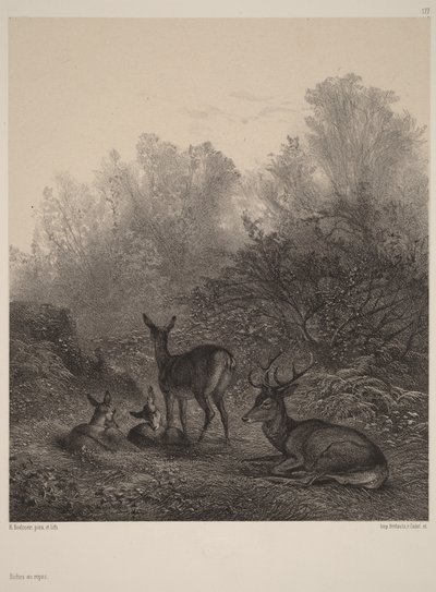 Vilande hindar av Karl Bodmer