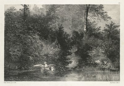 Canards (ankor) av Karl Bodmer