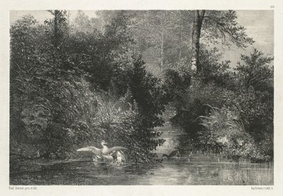 Canards Ducks. av Karl Bodmer