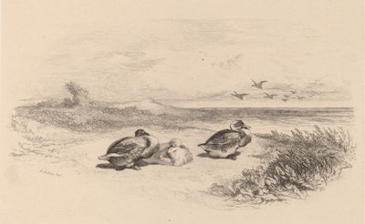 Vildänder. av Karl Bodmer
